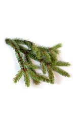 doTERRA Olejek eteryczny z czarnego świerku (5ml) - obrazek 2