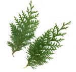 doTERRA Olejek eteryczny Hinoki (5ml) - obrazek 5